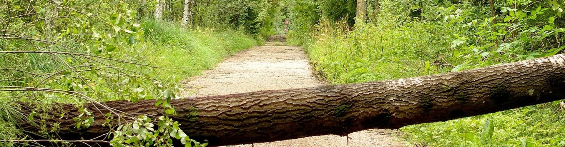 Væltet træ på vejen i skoven