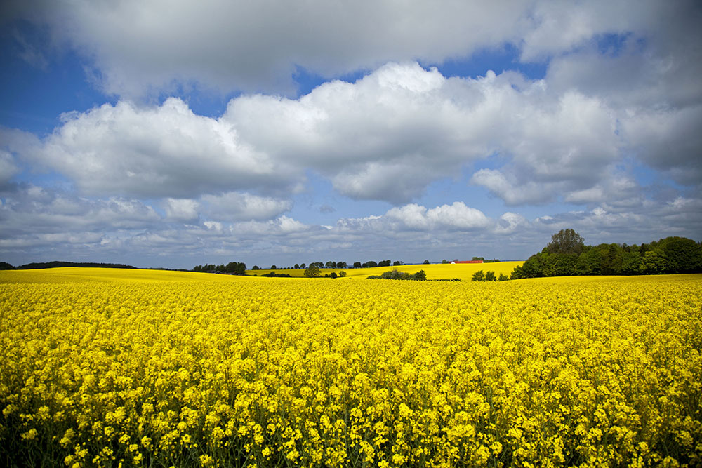 Blomstrende rapsmark