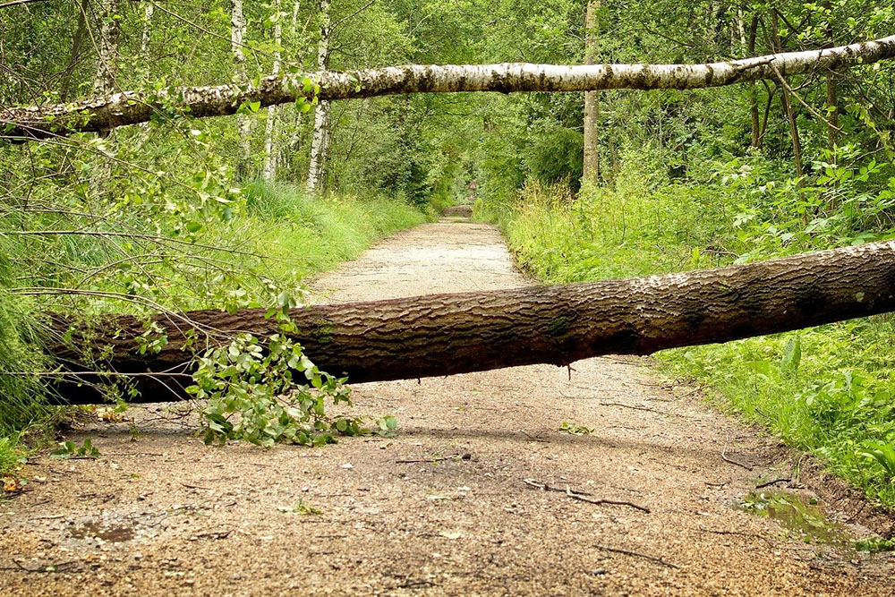 Væltet træ på vejen i skoven