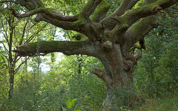 Stort knudret træ i skoven
