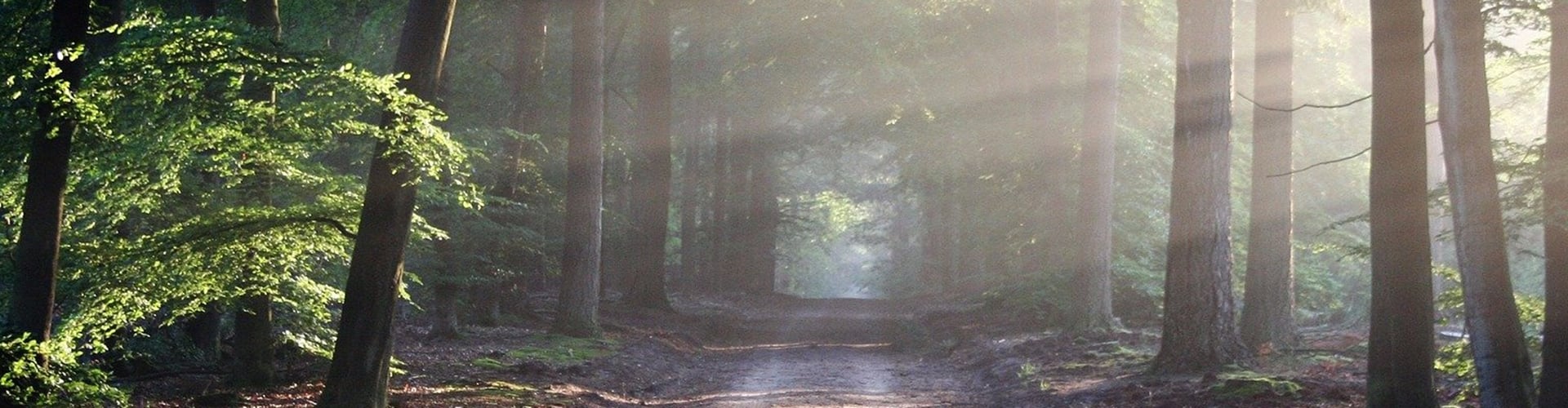 Træer i en skov