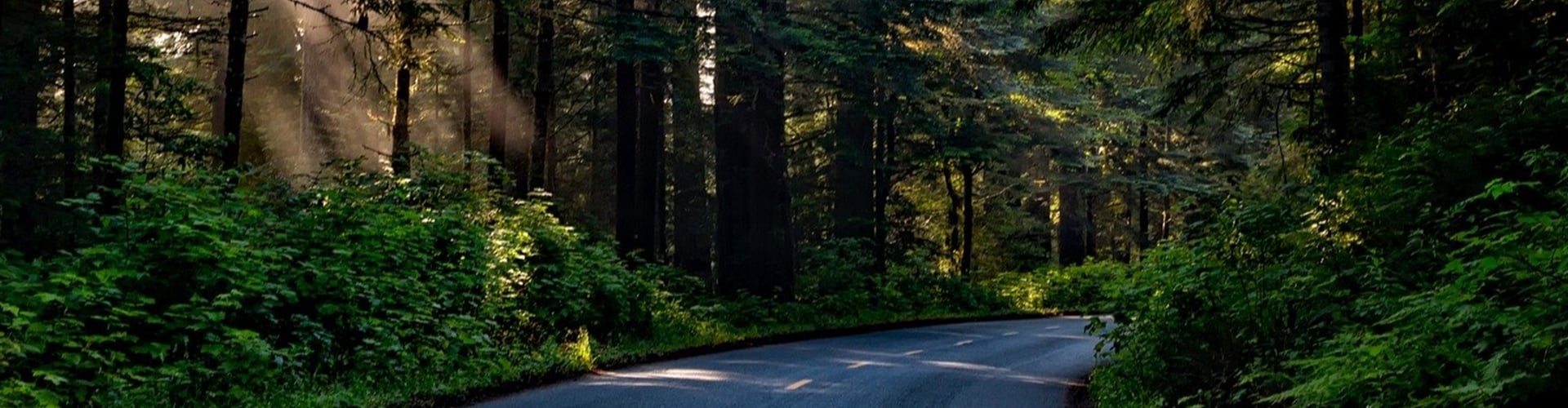 Skov med solstråler